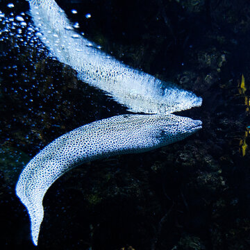 A moray eel swims in the water, with its reflection visible on the surface