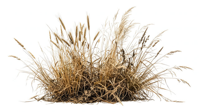 clump of dry wild ornamental field grass with tall golden wheat ears and dried straw stems isolated on pure white background for architectural landscape rendering and autumn nature cutout