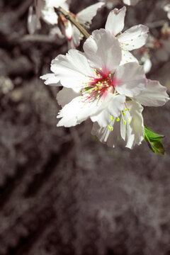 lose up of white almond flower blossoms in soft focus with copy space , seasonal springtime image