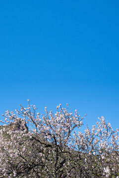 Blooming almond tree at blue sky, spring time in Tenerife Island