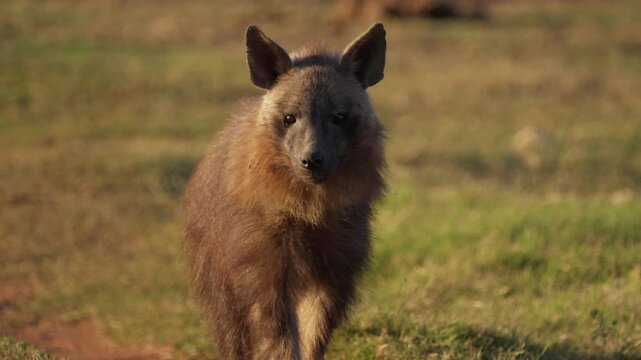 A brown hyena (Parahyaena brunnea), a near-threatened African carnivore and the rarest species of hyena, walks along a path in Addo Elephant National Park, Eastern Cape, South Africa.