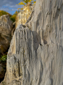Close-up of pale petrified wood with deeply weathered grooves, fine cracks and layered organic patterns. Detailed natural fossil texture illuminated by sunlight with a softly blurred background.