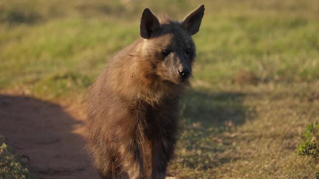 A brown hyena (Parahyaena brunnea), a near-threatened African carnivore and the rarest species of hyena, walks along a path in Addo Elephant National Park, Eastern Cape, South Africa.
