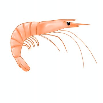 shrimp vector illustration