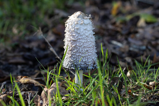 Shaggy Mane Mushroom in Woodland