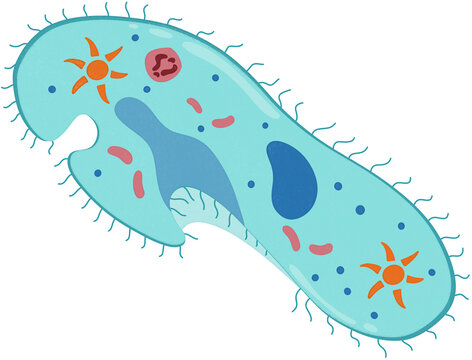 light blue paramecium cell