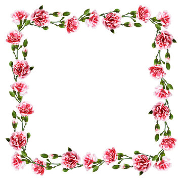 Red and white carnation flowers with green buds and leaves in a square frame isolated on white or transparent background