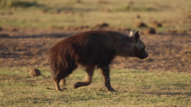  A brown hyena (Parahyaena brunnea), a near-threatened African carnivore and the rarest species of hyena, walks along a path in Addo Elephant National Park, Eastern Cape, South Africa.
