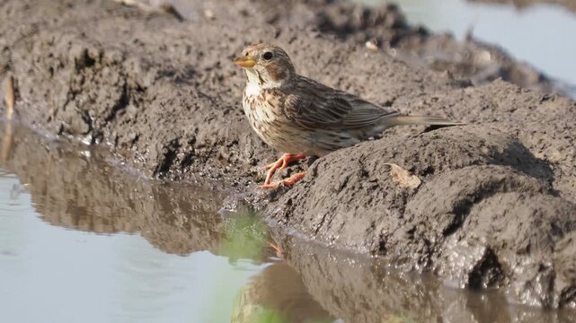Corn buntings (Emberiza calandra) drinking from a rainwater puddle
