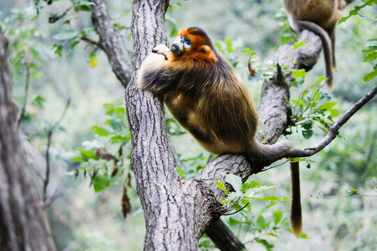 Golden monkey perched on tree branch, china