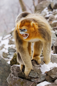 Golden monkey in threatening pose on rocky terrain, shaanxi province