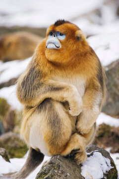 Golden monkey sitting on rock, shaanxi province, china