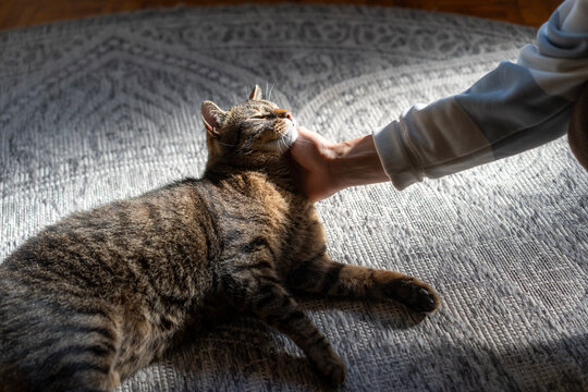 Top view of woman hand gently petting cute tabby cat lying on carpet in sunlight