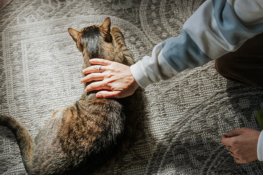Top view of woman hand gently petting cute tabby cat lying on carpet in sunlight