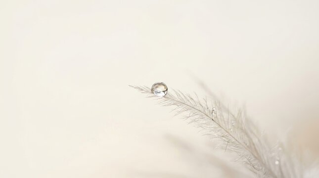 A single water droplet delicately rests upon a slender, dried flower stem against a soft, neutral background. The droplet reflects the surrounding light, creating a shimmering effect.