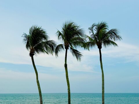 Three palm trees in a row by the sea, Penang, Malaysia