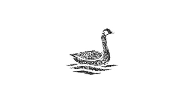 Sketch goose logo animation - smooth progressive reveal