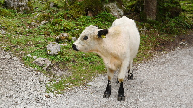 Cattle farming. Cow in wild nature. Cow grazing at farming pasture. Cow in countryside. Domestic animal on summer farm. Rural landscape with cattle. Cow at alps farming. Animal farming