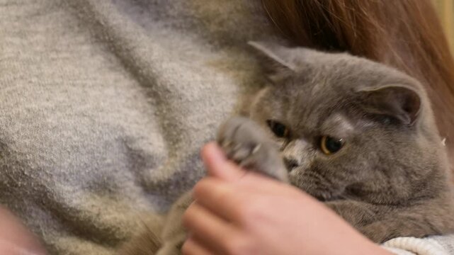 Unhappy grey British Shorthair cat resisting during claw trimming. Close-up of an annoyed grey British Shorthair cat trying to escape and resisting during grooming and claw clipping by the owner