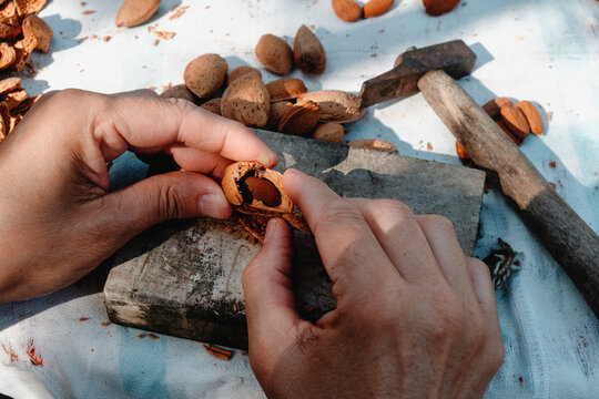 man opening a cracked almond shell by hand