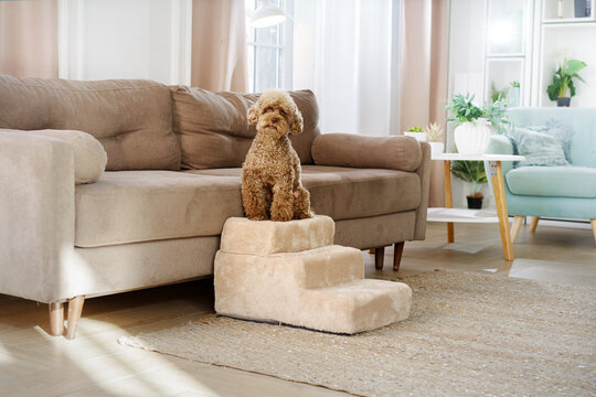 Small poodle sits on soft pet stairs positioned beside a comfortable sofa. Modern living room scene shows convenient mobility support in a pet-friendly home.