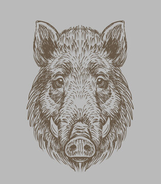 Wild boar portrait. Hand drawn vector illustration. Vintage engraved style head of  forest boar with tusks