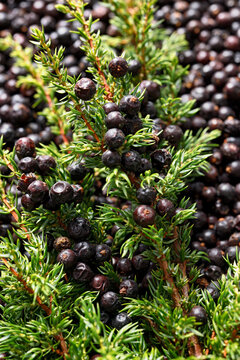 Close-up of Juniper berries on green branches
