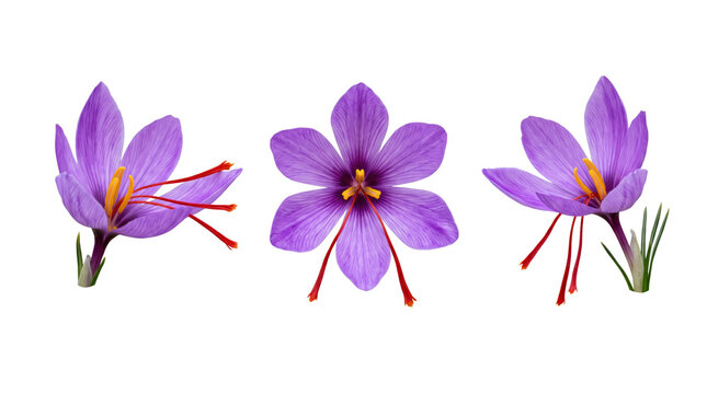 Three purple saffron crocus flowers with vibrant red stigmas and yellow stamens, isolated on a white background