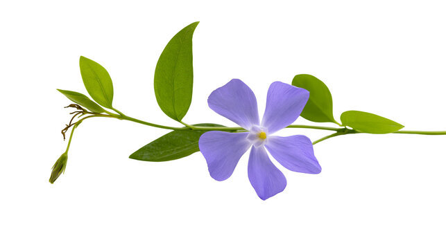 Single purple periwinkle flower with green leaves on a vine stem
