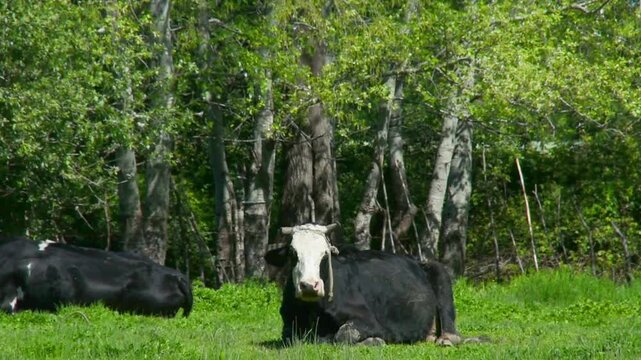 Cow chewing cud . A black and white cow chews its cud while lying in green meadow during a rest period. cow with horns chewing cud and smiling in a field during a summer's day. resting on green grass.
