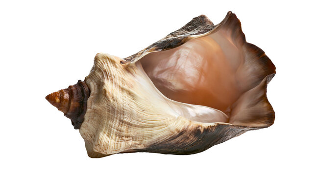 Large brown and cream colored conch seashell with spiral texture