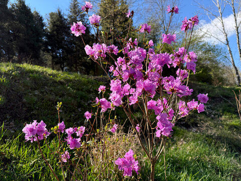 Dahurian rhododendron pink flowering bush in spring park