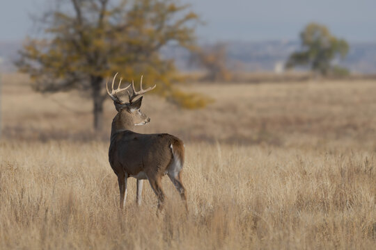 Colorado Wildlife. Wild Deer on the High Plains of Colorado. White-tailed buck in field of tall grass