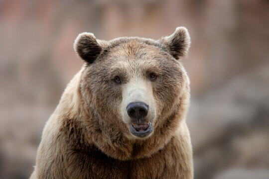 Brown Bear  Close-Up Portrait Looking at Camera