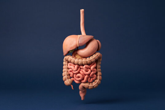 Human digestive system anatomy with esophagus, liver, stomach, intestines and colon on dark blue background
