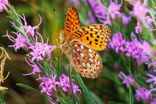 Northern Fritillary Butterfly Feeding on Blazing Star Wildflowers in Warm Sunshine