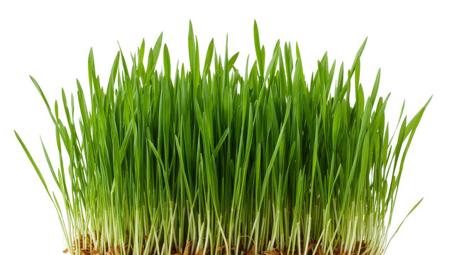 Vibrant green wheatgrass sprouts with visible roots, isolated on transparent background