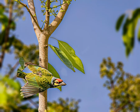 A Coppersmith Barbet