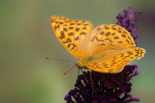 Kaisermantel auf den violetten Bl&uuml;ten eines Sommerflieders im Profil