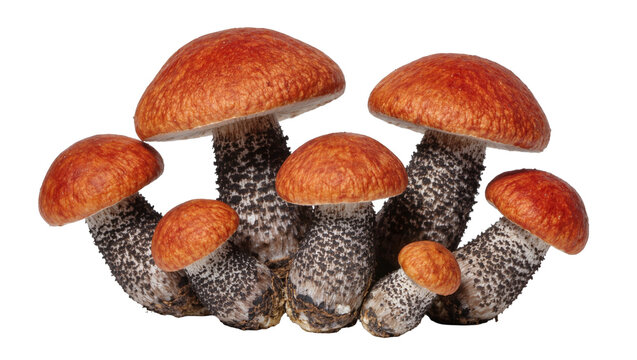 Cluster of fresh orange-capped Leccinum mushrooms with textured dark stalks