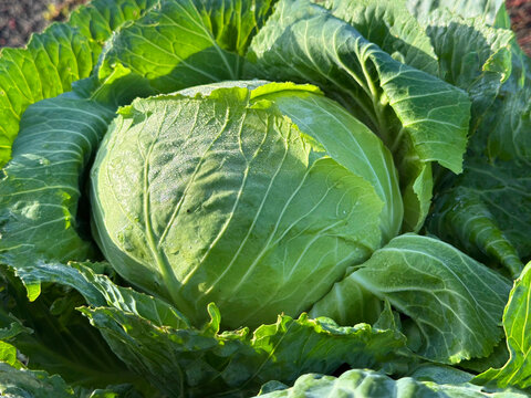 Cabbage head in the vegetable garden 