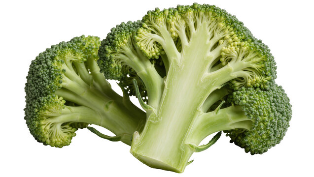 Fresh green broccoli floret cut in half showing internal stalk structure