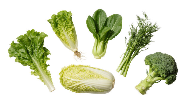Fresh green vegetables including lettuce bok choy dill, napa cabbage and broccoli