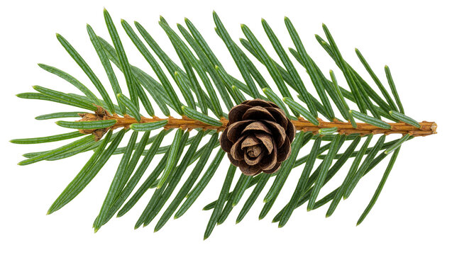 Fresh green spruce branch with a small brown pine cone