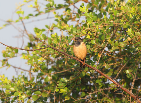 Rosy Starling (Pastor roseus) perched on a thin leafy branch in golden sunlight.
