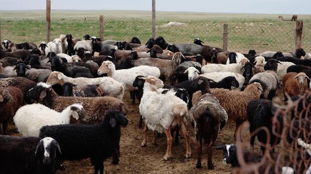 Flock of sheep gathered in dirt corral on open steppe