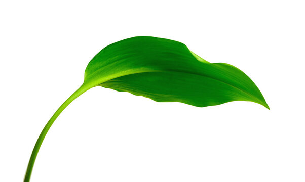 Vibrant Green Leaf on a Stem