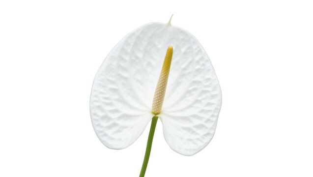 Single white Anthurium flower with yellow spadix and green stem