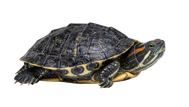 Red-eared slider turtle with dark patterned shell and yellow striped skin