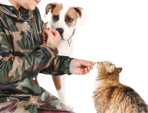 Cat and dog introduction with treats. Owner is feeding snacks to a cat and a dog. Multipet household, pet adoption and resource guarding. Female Pitbull and tabby cat. Selective focus.